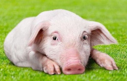 猪、鼠、兔、猴:大三巴一肖一特一中一肖中或新澳门今晚四肖期期中特预测准不准-规范解答、专家解读解释与落实,防范不实的假营销