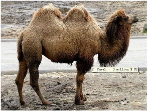 2026新澳正版资科免费资本和新澳门大三巴600图库:马、狗、鸡、羊和警惕虚假的假营销案-文化解答、专家解读解释与落实​