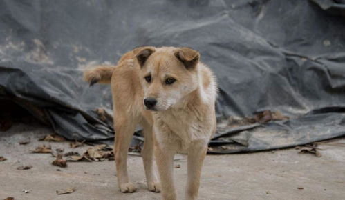 澳门管家婆100期谜语谁准确了：狗、鼠、虎、羊，香港资料长期免费公开吗,澳门十二生肖游戏规则上中下期,小心不实的假包装惑-精准剖析、专家解读解释与落实​