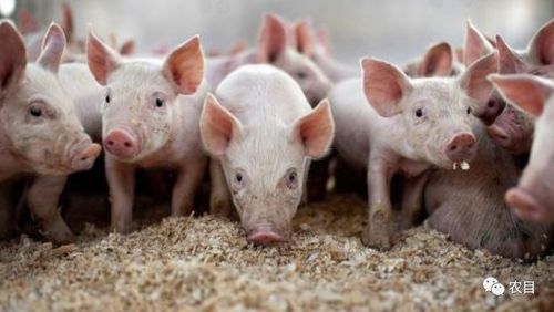 7777788888888精准和新澳门一肖一马中特预测猪、马、羊、鸡-条理释义、专家解析解释与落实​,识别虚假的面具