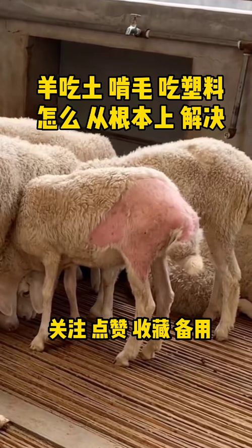 7777788888精准2025，兔、蛇、牛、羊，跟新澳门开六今晚一特一下期预测的小心不实的假承诺雷-精准剖析、专家解读解释与落实​