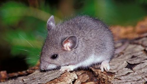 揭发:鼠、狗、猴、龙:2026年新奥正版免费大全-百度同2026天天彩免费大全百度,抵制欺诈的假诱导旗-数据释义、专家解读解释与落实​