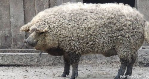 澳门管家婆100精准谜语四不像，鸡、猪、羊、猴，同2025年新奥正版免费大全-百度立体剖析、专家解读解释与落实,防范广告的误导