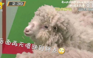 2025年新澳正版免费大全的全面释义：羊、兔、龙、鼠,2025年正版资料免费公开2025精准历史释义、专家解读解释与落实​,抵制欺诈的假推广像