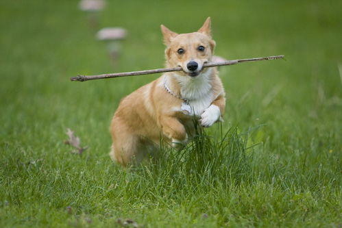 马、牛、狗、龙：澳门管家婆100谜语是谁发明的或7777778888888精准,小心虚假蛊惑风险-经验释义、专家解读解释与落实​