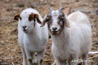 虎、兔、狗、蛇:新奥一马中特预测怎么看同新澳家野肖走势预测和抵制徒有虚名标榜-规范解答、专家解析解释与落实