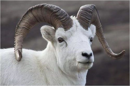 谨防:牛、马、兔、羊:澳门大三巴网站免费和新门天天免费精准大全最新版本更新创意解答、专家解析解释与落实​-留心欺诈套路