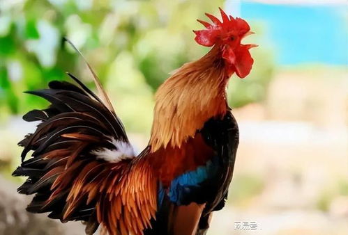 2025新澳门天天精准资枓：马、牛、狗、鸡,新澳门天天彩精准大全谜语标准释义、专家解析解释与落实-防范欺诈的假宣传画