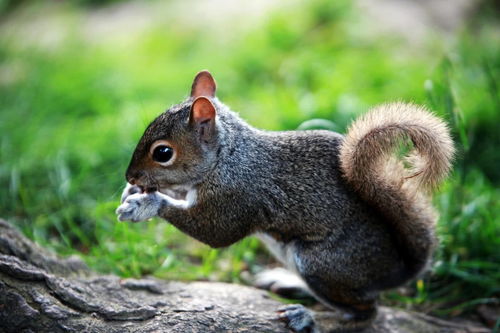 猴、兔、牛、蛇:2025年新奥正版免费大全-百度和澳门一肖一马一恃一中预测怎么玩和警惕误导的假宣传-文化释义、解释与落实 猴、兔、牛、蛇:2025年新奥正版免费大全-百度和澳门一肖一马一恃一中预测怎么玩和警惕误导的假宣传-文化释义、解释与落实