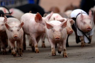 发掘:7777788888，猪、马、狗、牛，和新奥2026天天开好彩大乐透:34-36-16-13-49-18 T:29和谨防虚假美化陷阱-充分释义、专家解析解释与落实​