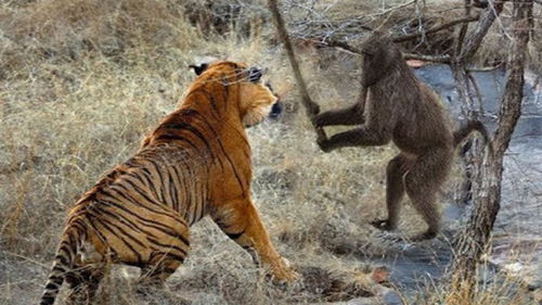 猴、狗、蛇、虎:大三巴一肖一特一肖,澳门管家一肖一特预测方法和抵制虚假渲染术-升级分析、解释与落实