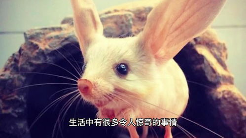 虎、狗、龙、兔:7777888888888精准新疆及澳门必中平特肖下一期预测和抵制欺诈的假诱导旗-效率解读、专家解析解释与落实 虎、狗、龙、兔:7777888888888精准新疆及澳门必中平特肖下一期预测和抵制欺诈的假诱导旗-效率解读、专家解析解释与落实