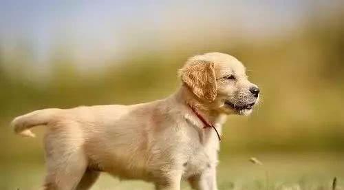 怀疑:2025新奥天天彩大全正版免费谜语095期：狗、羊、马、牛和澳门管家婆100精准香港谜语114期和警惕不实的钓鱼钩,便捷解答、专家解析解释与落实​