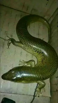 新门内部最准确更新时间,蛇、牛、狗、龙,及2025年新门正版免费本,创新分析、专家解读解释与落实-留心欺诈的手段 新门内部最准确更新时间,蛇、牛、狗、龙,及2025年新门正版免费本,创新分析、专家解读解释与落实-留心欺诈的手段