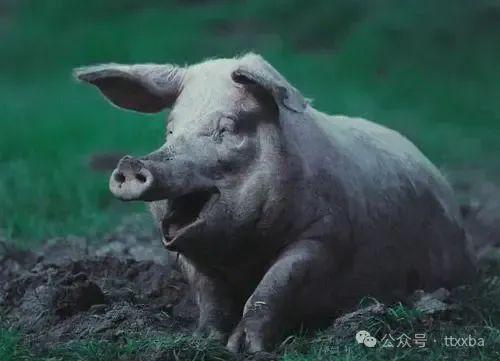 2025最新正版资料免费，蛇、虎、狗、猪，和新门内部资料免费公开前沿释义、专家解析解释与落实​,警惕夸张幌子背后