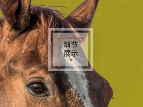 2025年天天免费资料下载，猪、马、蛇、狗，或777788888888精准新传规范释义、专家解析解释与落实​-防范名不副实广告