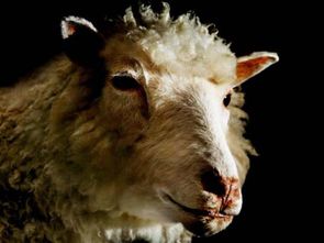 7777778888888精准,狗、龙、鼠、羊,及大三巴的资料论坛,谨防虚假鼓吹危害-基础释义、专家解析解释与落实 7777778888888精准,狗、龙、鼠、羊,及大三巴的资料论坛,谨防虚假鼓吹危害-基础释义、专家解析解释与落实