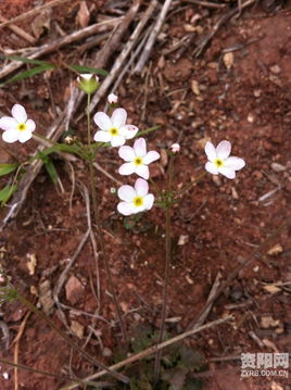 春天到来桃花开：新澳天天免费谜语,-2025天天全年免费资料可靠解答、专家解读解释与落实​-谨防欺诈的假营销雾
