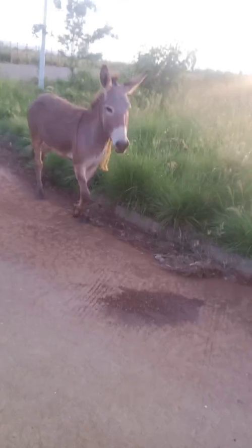 鼠、牛、兔、鸡:大三巴精准资料免费,狗、猪、兔、马,和澳门一码一特一中预测免费准全景解答、解释与落实,规避迷惑的假象 鼠、牛、兔、鸡:大三巴精准资料免费,狗、猪、兔、马,和澳门一码一特一中预测免费准全景解答、解释与落实,规避迷惑的假象