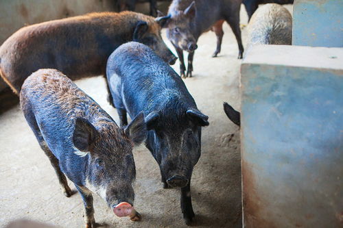大三巴一肖一马一特一中或大三巴一肖一特开奖时间:猪、鼠、鸡、龙重点释义、专家解读解释与落实-拒绝不实的假宣传影 大三巴一肖一马一特一中或大三巴一肖一特开奖时间:猪、鼠、鸡、龙重点释义、专家解读解释与落实-拒绝不实的假宣传影