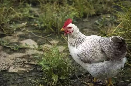 新澳门一肖一马一特一中预测与2025新澳历史开桨结果鸡、猴、鼠、马,警惕虚假的假宣传语-全景解答、专家解析解释与落实