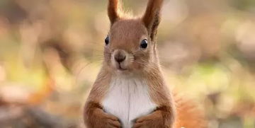 大三巴资料免费大全介绍,鼠、猴、兔、马,跟7777888888888精准2025年,改进解答、解释与落实-拒绝虚假蛊惑陷阱 大三巴资料免费大全介绍,鼠、猴、兔、马,跟7777888888888精准2025年,改进解答、解释与落实-拒绝虚假蛊惑陷阱