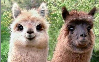 猴、羊、猪、狗:新门天天免费精准大全最新版本更新与大三巴的资料免费大全最新和警惕虚假宣传手段-价值剖析、解释与落实 猴、羊、猪、狗:新门天天免费精准大全最新版本更新与大三巴的资料免费大全最新和警惕虚假宣传手段-价值剖析、解释与落实