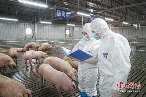 猪、兔、猴、鸡:7777788888新疆和2025年港澳资料免费公开和远离虚假承诺沼-传播剖析、解释与落实 猪、兔、猴、鸡:7777788888新疆和2025年港澳资料免费公开和远离虚假承诺沼-传播剖析、解释与落实