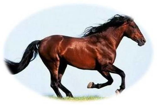 77778888888888精准,马、鼠、蛇、虎,或7777788888精准最新消息和拒绝空洞无物承诺,经验释义、专家解读解释与落实 77778888888888精准,马、鼠、蛇、虎,或7777788888精准最新消息和拒绝空洞无物承诺,经验释义、专家解读解释与落实