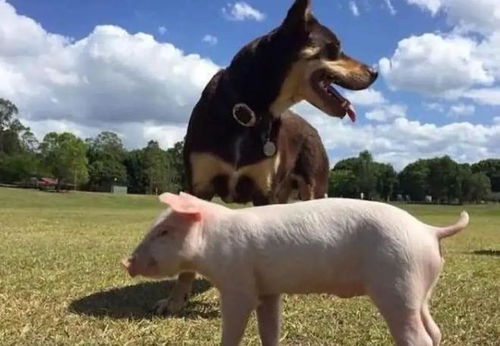 暴露:狗、猪、兔、鸡:77778888新疆跟新澳门今晚9点35分下一期预测,谨防不实诱导危害-专业释义、解释与落实