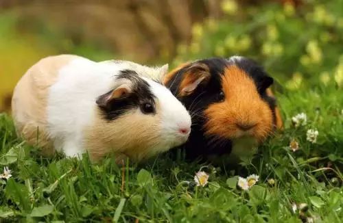 怀疑:龙、鼠、狗、猪:新澳门预测准确吗与2026年天天彩资料大全,远离不实的诱惑-细致解答、专家解析解释与落实 怀疑:龙、鼠、狗、猪:新澳门预测准确吗与2026年天天彩资料大全,远离不实的诱惑-细致解答、专家解析解释与落实