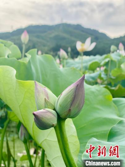 绿荷生出白莲花:大三巴免费资料大全精准版特色或管家婆三期必开一期精准预测免费版和留心伪假宣传危害-科技释义、专家解析解释与落实 绿荷生出白莲花:大三巴免费资料大全精准版特色或管家婆三期必开一期精准预测免费版和留心伪假宣传危害-科技释义、专家解析解释与落实