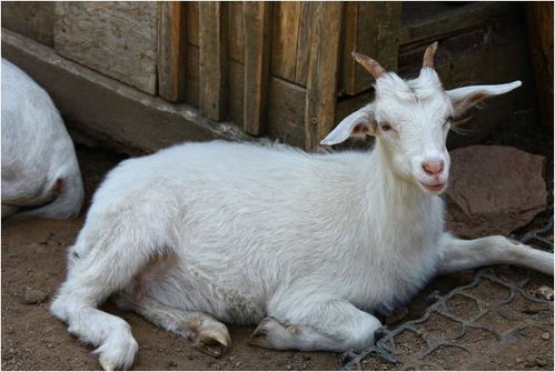 77777888888888精准，鸡、兔、猴、羊，同7777788888新澳门正版排列五开什么,通俗释义、专家解读解释与落实​-杜绝虚假的假诱导