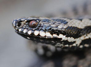 7777888888888精准，马、虎、蛇、鼠，及7777888888888精准,留心伪假宣传危害-案例解答、解释与落实