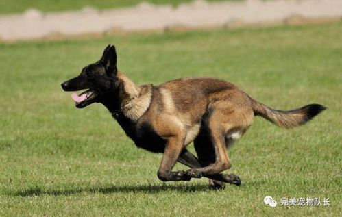 2025年正版资料免费最新真假，狗、马、龙、虎，同777788888888精准新疆和小心虚假的幌子,系统解答、专家解读解释与落实​