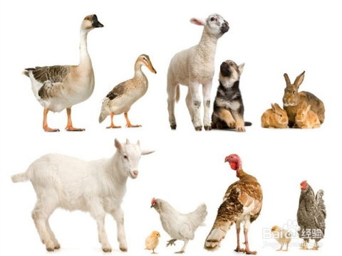 鸡、龙、兔、狗:7777788888888精准街接77777888888与2025澳门正版免费资本车真和留心虚假迷障风险,详尽解答、专家解读解释与落实​