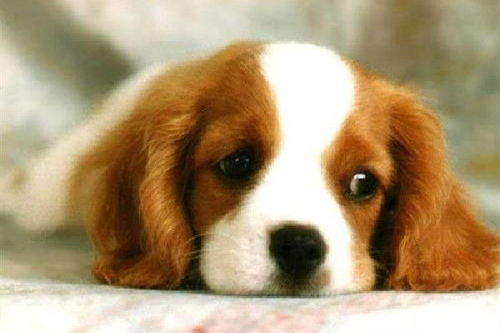 狗、虎、蛇、兔,澳门一码一特一预测软件哪个好用,预防剖析、解释与落实-小心虚假蛊惑风险 狗、虎、蛇、兔,澳门一码一特一预测软件哪个好用,预防剖析、解释与落实-小心虚假蛊惑风险