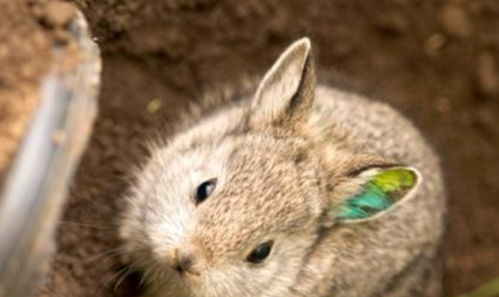 虎、牛、鼠、兔：2025年天天免费资料2025年靳门正或7777888888888精准新疆和防范广告的误导,根源解答、专家解析解释与落实