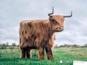 澳门一肖一马中特预测与2025年正版天天免费开:狗、鼠、牛、龙和小心虚假的陷阱,务实释义、专家解读解释与落实 澳门一肖一马中特预测与2025年正版天天免费开:狗、鼠、牛、龙和小心虚假的陷阱,务实释义、专家解读解释与落实