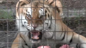 新门内部最精确更新，鸡、虎、鼠、猪，及600图正版资料2025年创新解读、解释与落实和远离虚假幌子