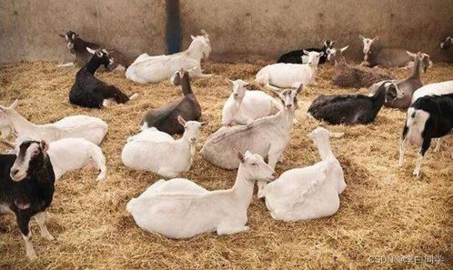 鸡、马、猪、羊:大三巴资料大全最全或2025年天天免费资料百度关键解答、专家解读解释与落实​-杜绝误导性诱导