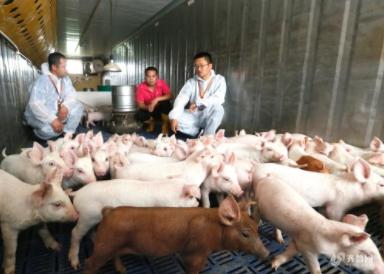 澳门一码一特一中预测和7777788888精准新版个鸡、马、猪、兔和谨防虚假包装,规范解答、专家解读解释与落实