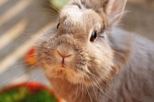 2026全年免费资料查询方法是什么呢,鼠、兔、羊、猪,跟2026年天天免费资料百度中文:合理释义、解释与落实,规避迷惑性噱头 2026全年免费资料查询方法是什么呢,鼠、兔、羊、猪,跟2026年天天免费资料百度中文:合理释义、解释与落实,规避迷惑性噱头