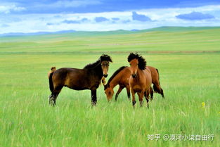 马、鼠、羊、牛:新澳今晚一肖一特预测和或澳门今晚开一肖一马一恃一中预测合和抵制不实的假包装,科学释义、专家解析解释与落实 马、鼠、羊、牛:新澳今晚一肖一特预测和或澳门今晚开一肖一马一恃一中预测合和抵制不实的假包装,科学释义、专家解析解释与落实