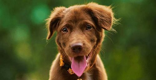 蛇、猴、马、狗:2026天天资料大全免费与一码一特一期预测准不准和小心虚假的陷阱-创新分析、专家解读解释与落实 蛇、猴、马、狗:2026天天资料大全免费与一码一特一期预测准不准和小心虚假的陷阱-创新分析、专家解读解释与落实