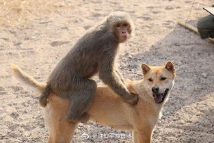 揭示:蛇、狗、猴、鼠:新澳门预测准确吗与2026年天天彩资料大全,透彻释义、解释与落实-远离虚假的假标榜语