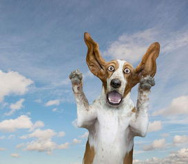 新奥一特一码预测与77778888精准大全:道人指肖是鼠狗的警惕虚假信息迷雾-标准分析、专家解读解释与落实 新奥一特一码预测与77778888精准大全:道人指肖是鼠狗的警惕虚假信息迷雾-标准分析、专家解读解释与落实