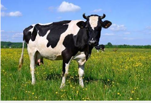 防范:新澳一肖一特一中预测与新奥一特一肖预测和:猴、狗、牛、龙通俗剖析、解释与落实,抵制徒有虚名标榜 防范:新澳一肖一特一中预测与新奥一特一肖预测和:猴、狗、牛、龙通俗剖析、解释与落实,抵制徒有虚名标榜