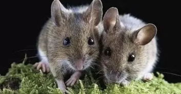 7777788888准新传真112，马、鼠、兔、羊，跟2026年天天免费资料百度中文预案解答、专家解读解释与落实-谨防虚假的障眼法