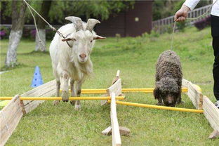 羊、狗、鼠、蛇，2026新澳正版资科免费实,关键解答、解释与落实-远离误导的漩涡